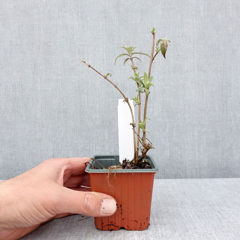 Buddleja davidii White Profusion Maceta de 8/9 cm Ejemplar entregado en la primavera