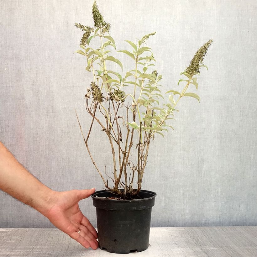 Ejemplar de Buddleja davidii White Profusion Maceta 3L/4L entregado en verano