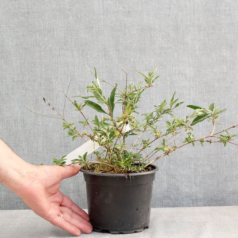 Buddleja davidii Free Petite Lavender Flow Maceta 2L/3L Ejemplar entregado en la primavera