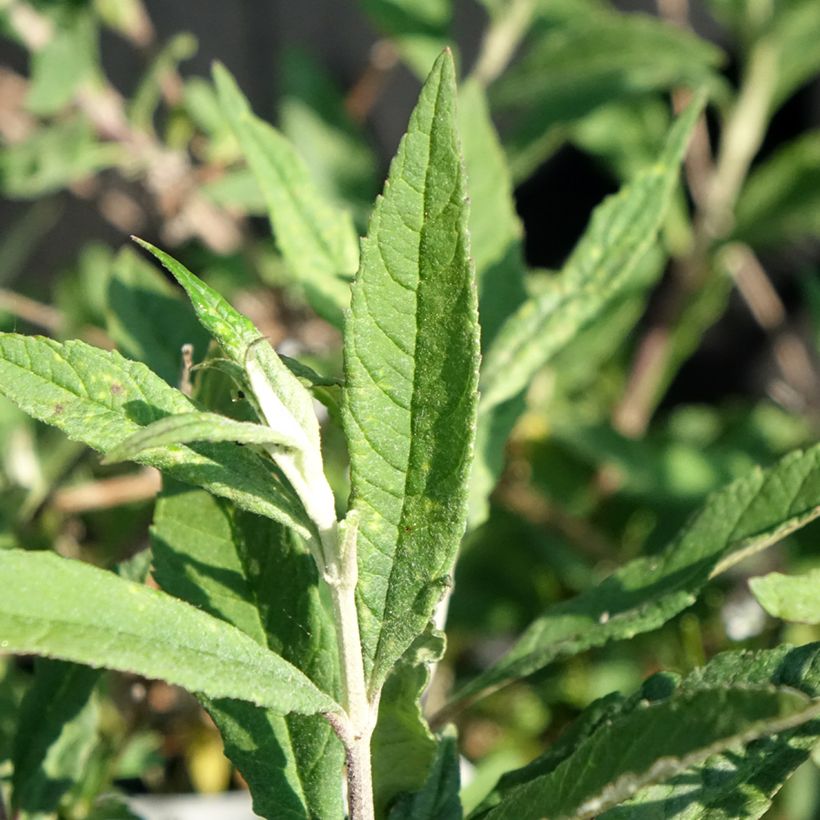 Buddleja davidii Free Petite Lavender Flow (Follaje)