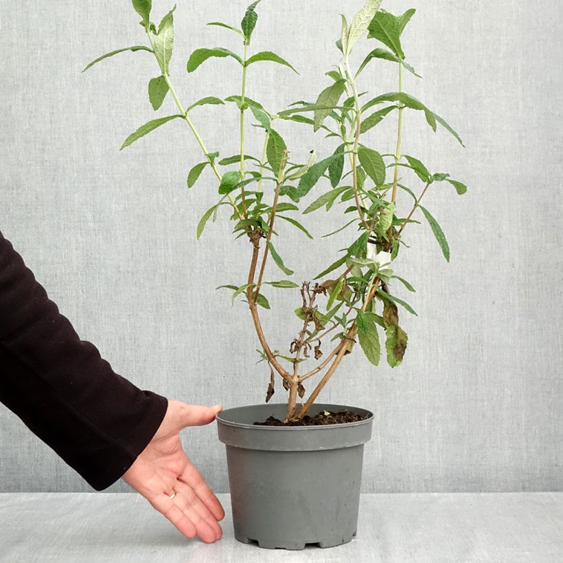 Ejemplar de Buddleja globosa Maceta 3L/4L entregado en otoño