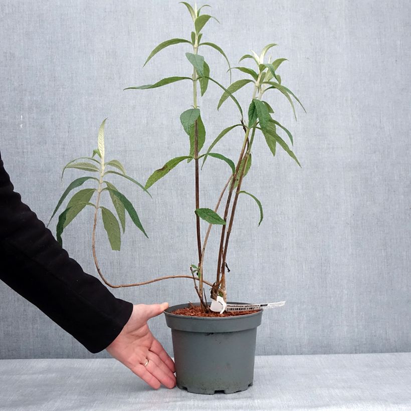 Buddleja globosa Maceta 3L/4L Ejemplar entregado en invierno