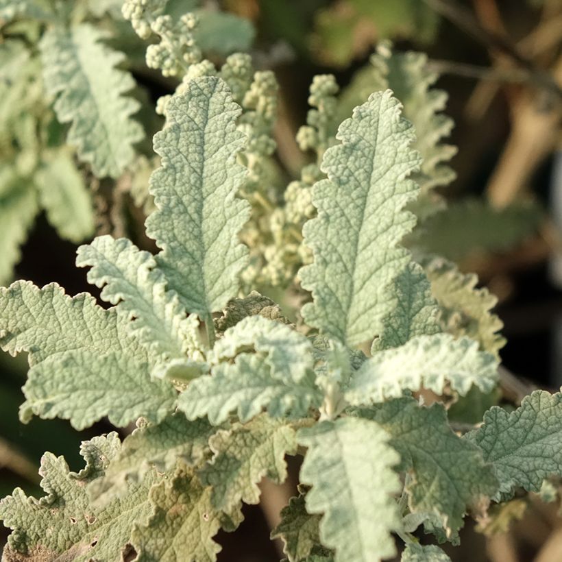 Buddleja glomerata Silver Service (Follaje)