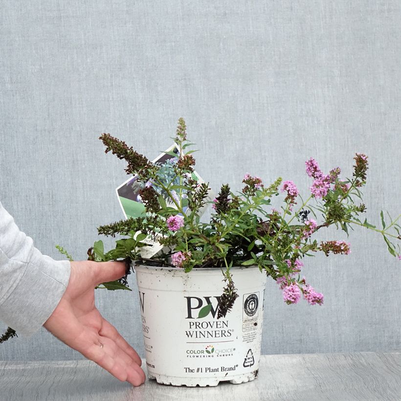 Ejemplar de Buddleja davidii Lilac Chip Maceta 2L/3L entregado en verano