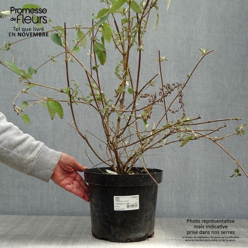 Ejemplar de Buddleja Lochinch Maceta 7,5L/10L entregado en otoño