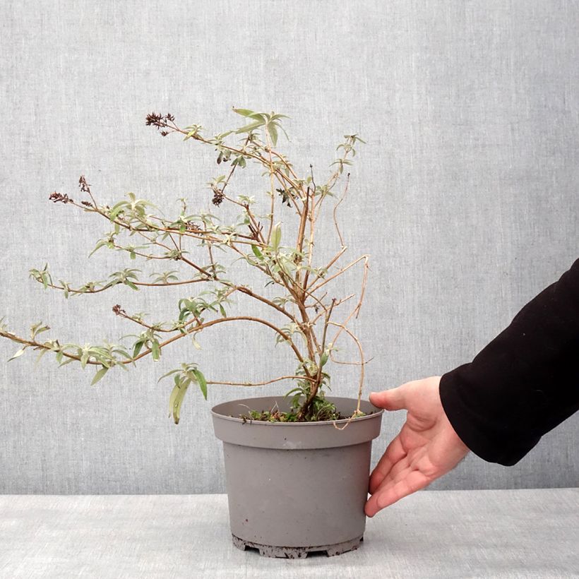 Buddleia Magda's Gold Knight Maceta 3L/4L Ejemplar entregado en invierno