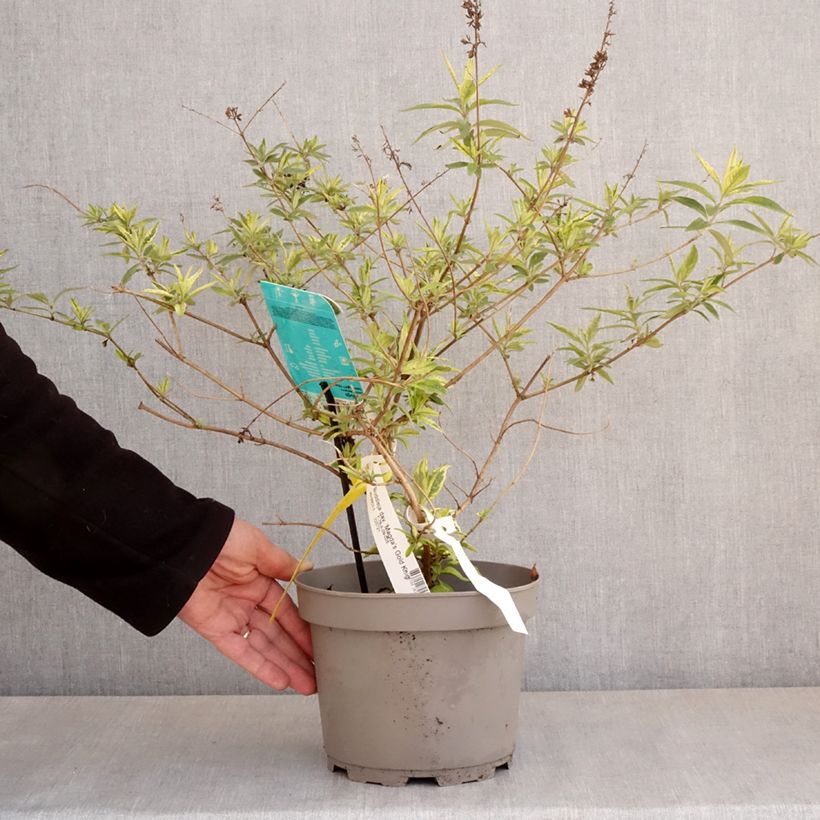 Buddleia Magda's Gold Knight Maceta 3L/4L Ejemplar entregado en la primavera