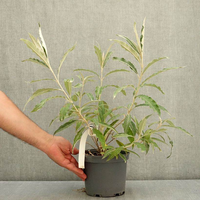 Ejemplar de Buddleja megalocephala - Arbusto de las mariposas Maceta 3L/4L entregado en verano