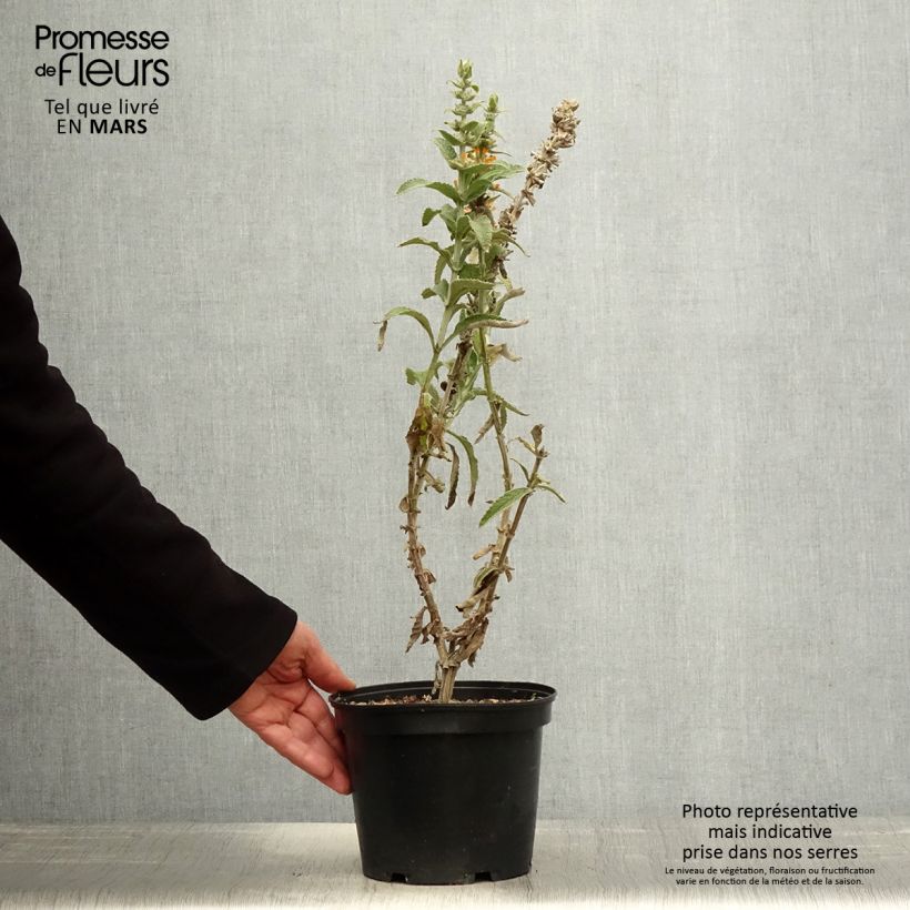 Buddleja Orange Sceptre Maceta 3L/4L Ejemplar entregado en la primavera