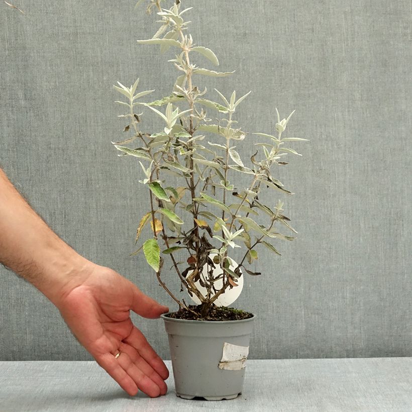 Ejemplar de Buddleja Silver Anniversary Maceta de 12 cm / 13 cm entregado en verano