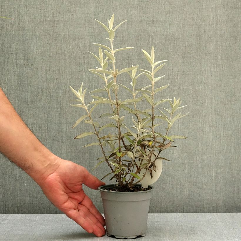 Buddleja Silver Anniversary Maceta de 12 cm / 13 cm Ejemplar entregado en la primavera