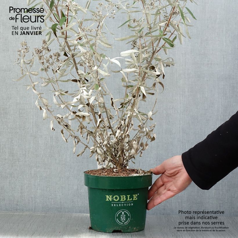 Buddleja Silver Anniversary Maceta 3L/4L Ejemplar entregado en invierno