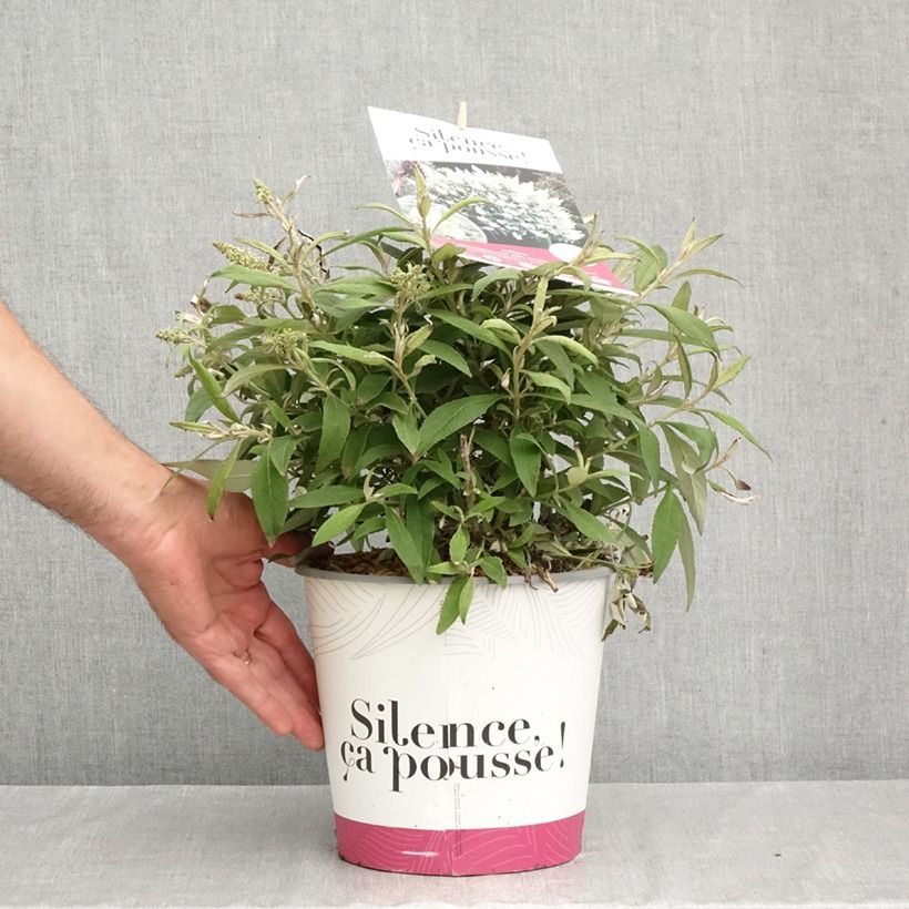 Ejemplar de Buddleja Tiny Buddy White - Arbusto de las mariposas Maceta 4L/5L entregado en otoño