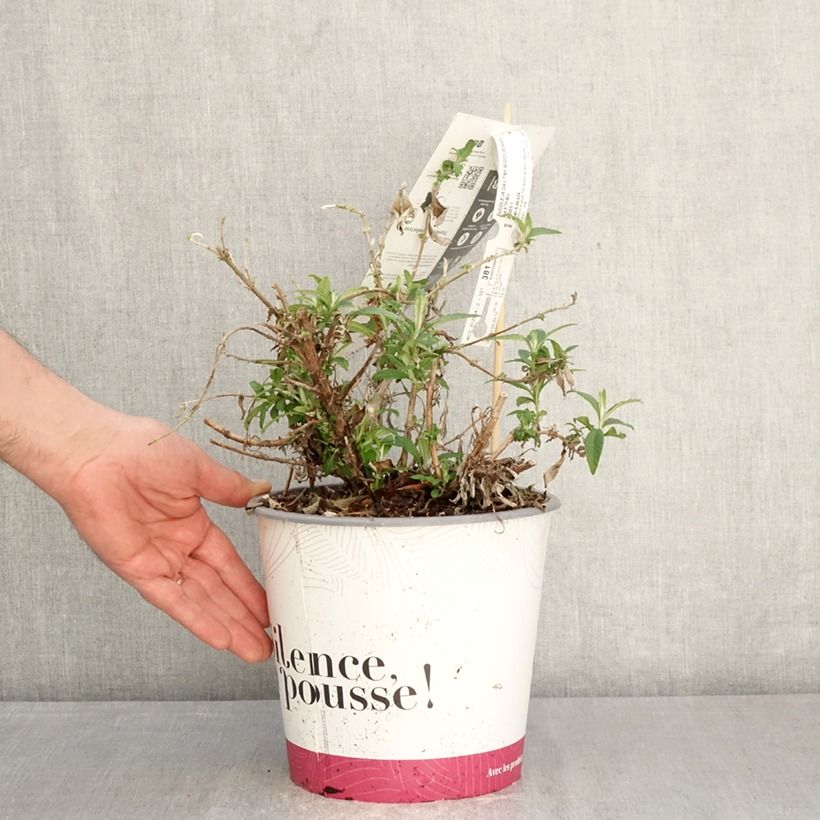 Buddleja Tiny Buddy White - Arbusto de las mariposas Maceta 4L/5L Ejemplar entregado en la primavera