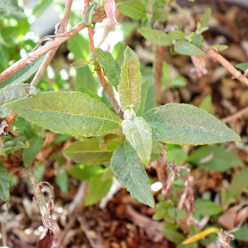 Buddleja Tiny Buddy White - Arbusto de las mariposas (Follaje)