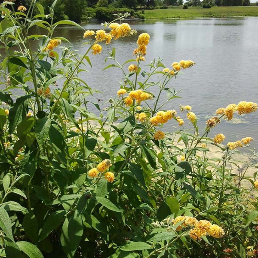 Buddleja weyeriana Sungold (Floración)