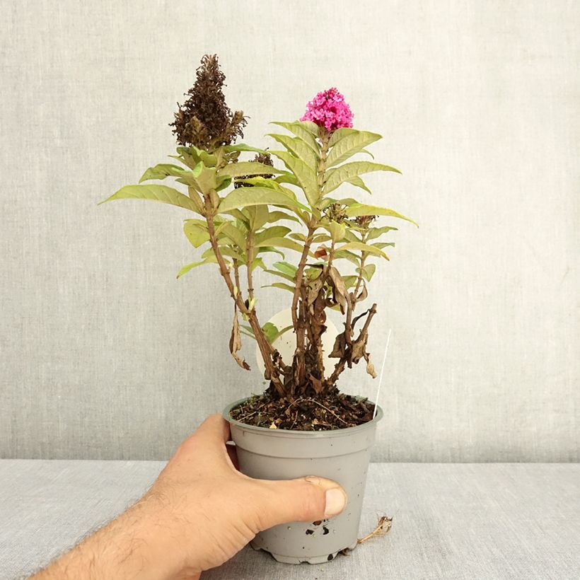 Ejemplar de Buddleja davidii Butterfly Candy® Little Cerise - Arbusto de las mariposas Maceta de 12 cm / 13 cm entregado en verano