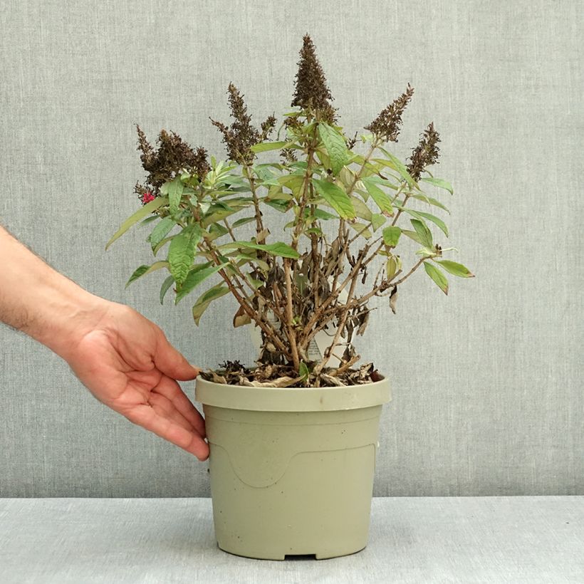 Ejemplar de Buddleja davidii Butterfly Candy® Little Cerise - Arbusto de las mariposas Maceta 3L/4L entregado en verano