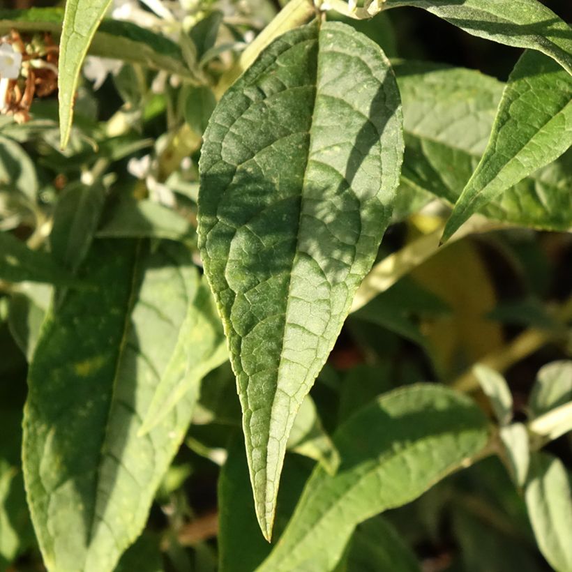 Buddleja davidii Argus White (Follaje)