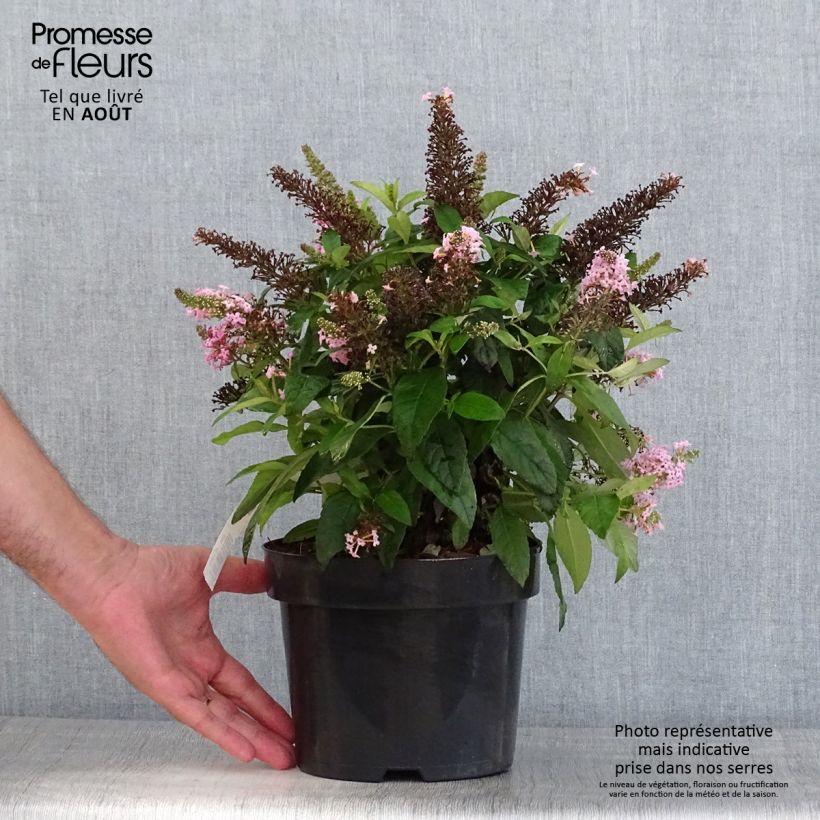 Ejemplar de Buddleja davidii Butterfly Candy Little Pink Maceta 3L/4L entregado en verano