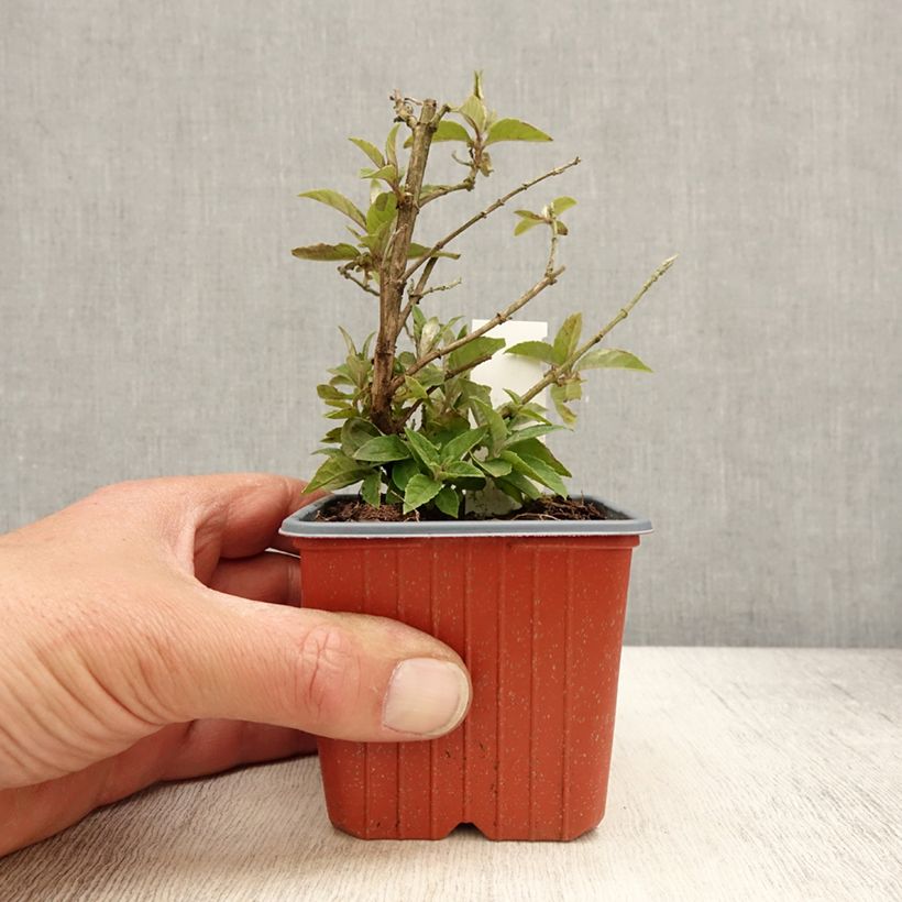 Buddleja davidii Butterfly Candy Lila Sweetheart Maceta de 8/9 cm Ejemplar entregado en la primavera