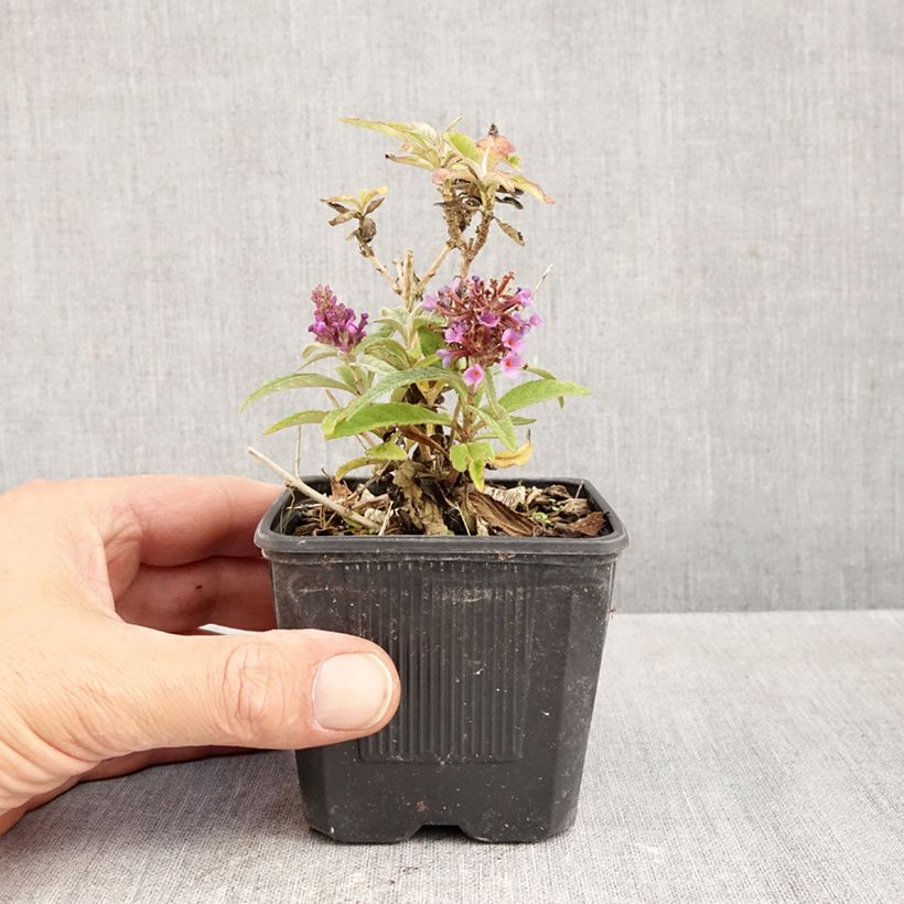 Ejemplar de Buddleja davidii Butterfly Candy Little Lila Maceta de 8/9 cm entregado en otoño