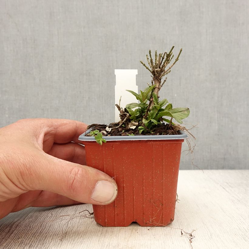 Buddleja davidii Butterfly Candy Little Lila Maceta de 8/9 cm Ejemplar entregado en la primavera