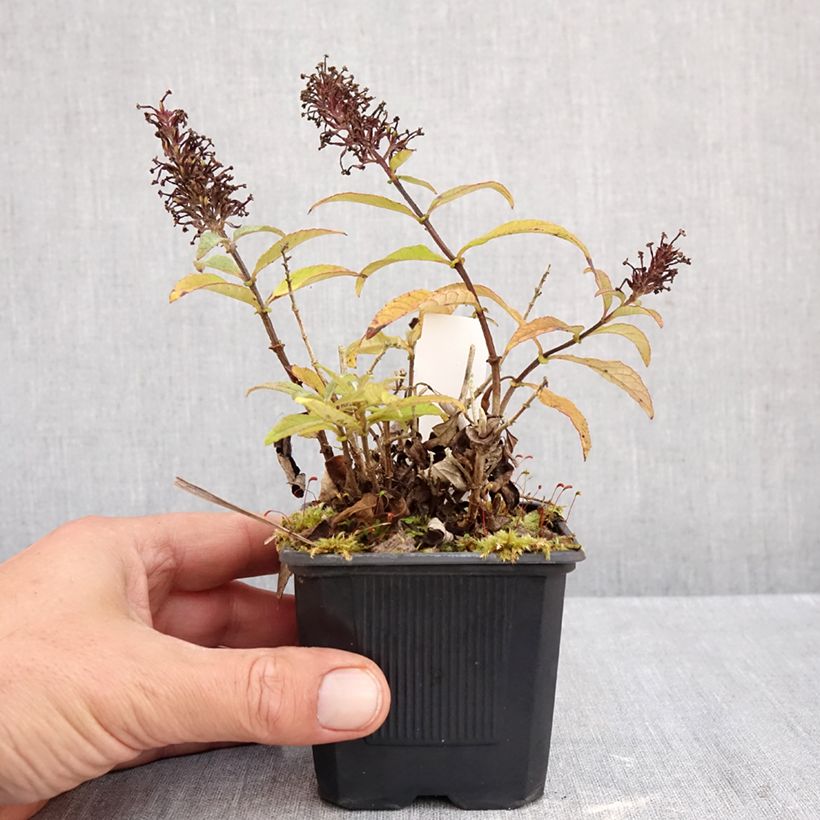 Ejemplar de Buddleja davidii Butterfly Candy Little Pink Maceta de 8/9 cm entregado en otoño