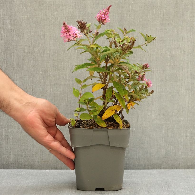Ejemplar de Buddleja davidii Butterfly Candy Little Pink Maceta 2L/3L entregado en verano