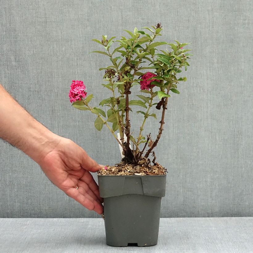 Ejemplar de Buddleja davidii Butterfly Candy Little Ruby Maceta 2L/3L entregado en verano