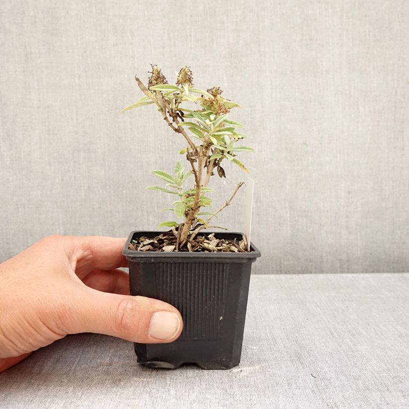 Ejemplar de Buddleja davidii Butterfly Candy Little White Maceta de 8/9 cm entregado en otoño