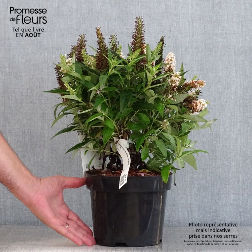 Ejemplar de Buddleja davidii Butterfly Candy Little White Maceta 3L/4L entregado en verano