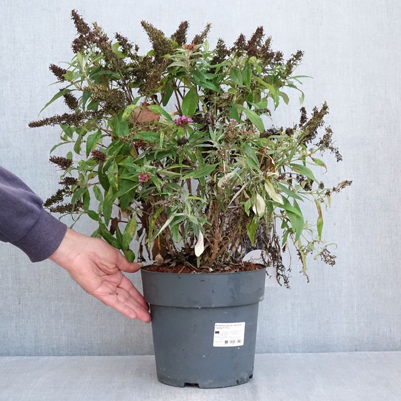 Ejemplar de Buddleja davidii Butterfly Candy Trio Maceta 4L/5L entregado en otoño