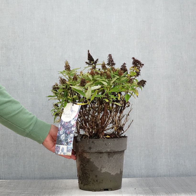 Ejemplar de Buddleja davidii Butterfly Candy Trio Maceta 4L/5L entregado en verano