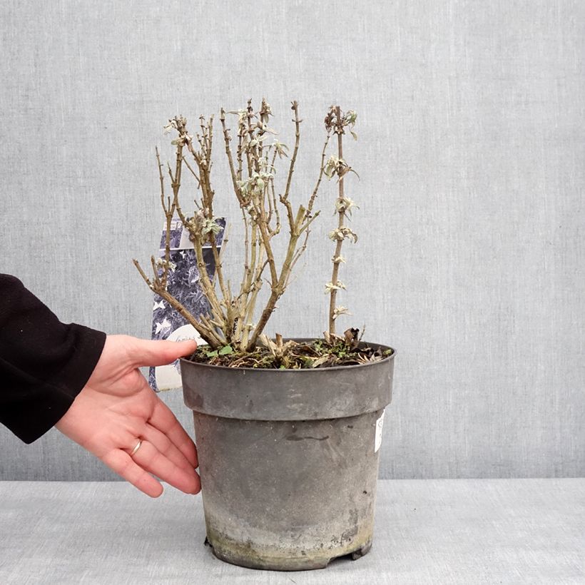 Buddleja davidii Butterfly Candy Trio Maceta 4L/5L Ejemplar entregado en invierno