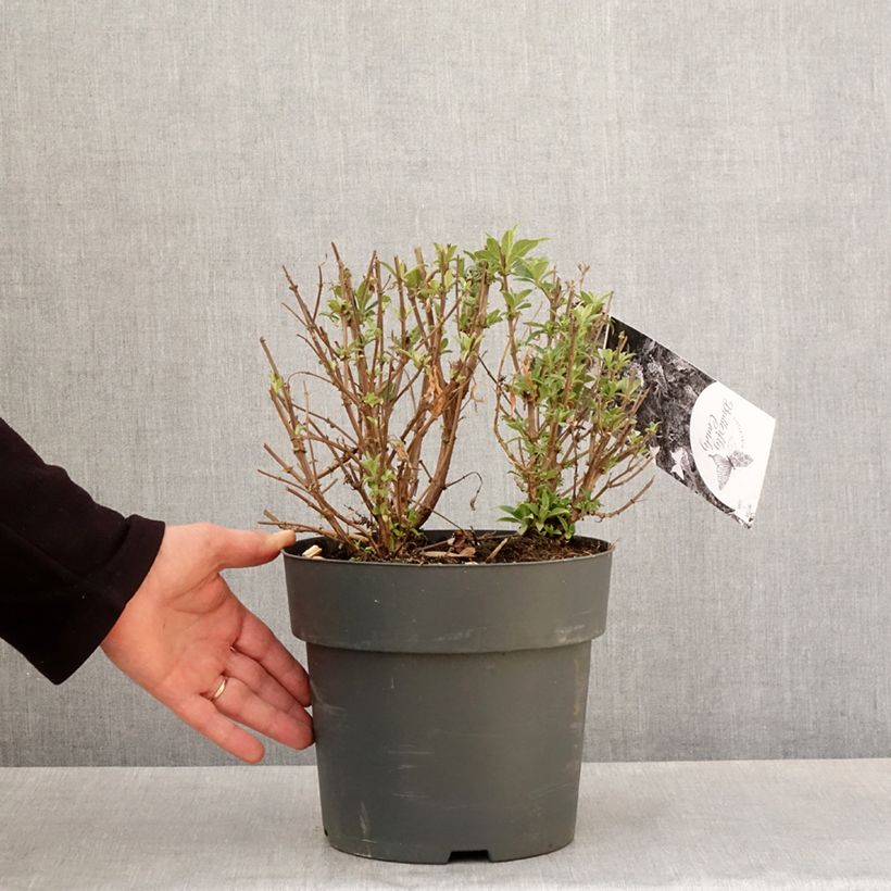 Buddleja davidii Butterfly Candy Trio Maceta 4L/5L Ejemplar entregado en la primavera