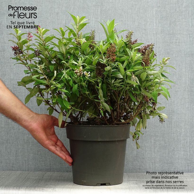 Ejemplar de Buddleja davidii Butterfly Candy Trio Mix Maceta 4L/5L entregado en otoño