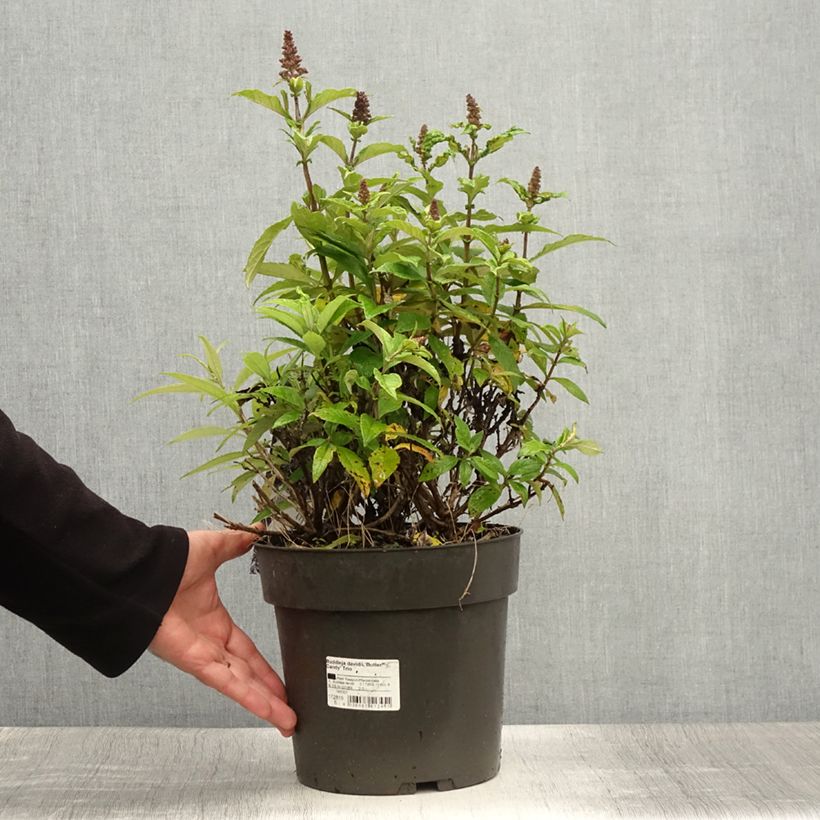 Ejemplar de Buddleja davidii Butterfly Candy Trio Mix Maceta 4L/5L entregado en verano