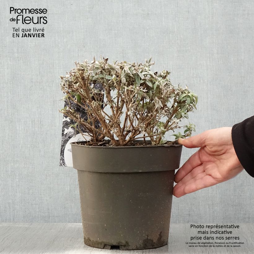 Buddleja davidii Butterfly Candy Trio Mix Maceta 4L/5L Ejemplar entregado en invierno