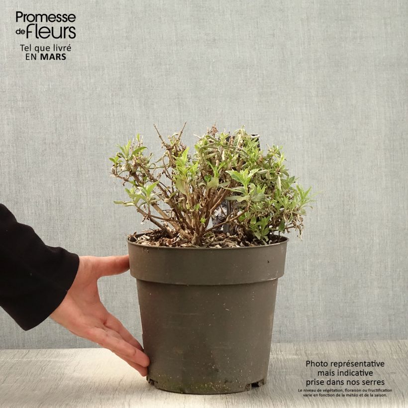 Buddleja davidii Butterfly Candy Trio Mix Maceta 4L/5L Ejemplar entregado en la primavera