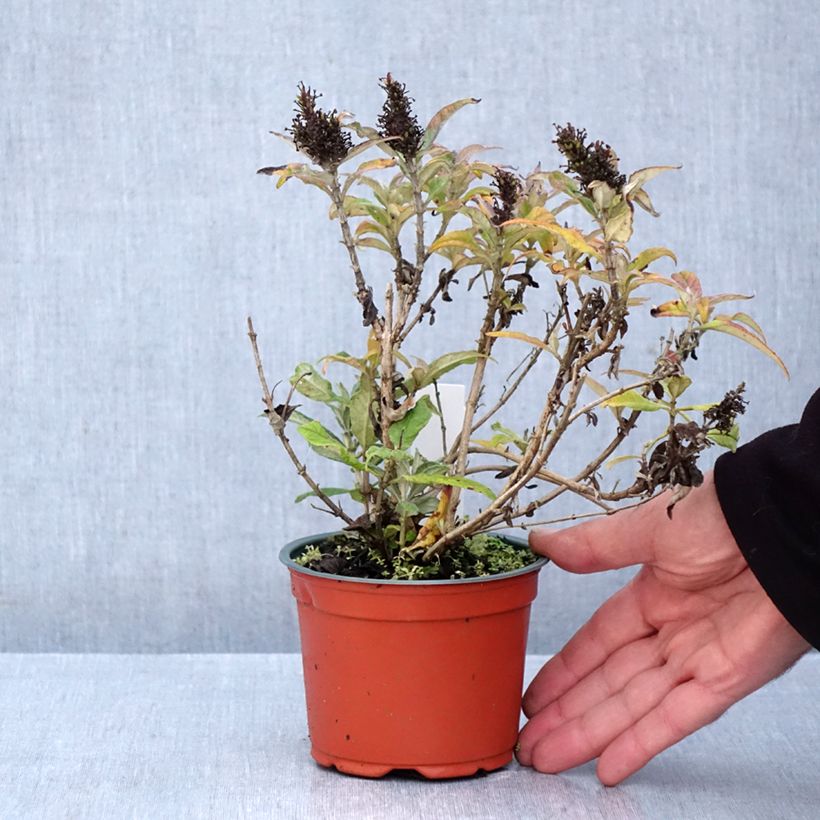 Ejemplar de Buddleja davidii Butterfly Candy Little Purple Maceta de 8/9 cm entregado en otoño
