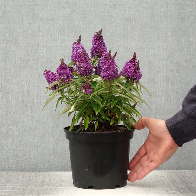 Ejemplar de Buddleja davidii Butterfly Candy Little Purple Maceta 3L/4L entregado en verano