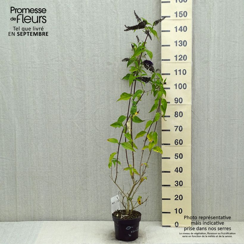 Ejemplar de Buddleja davidii Groovy Grape Maceta 3L/4L entregado en verano