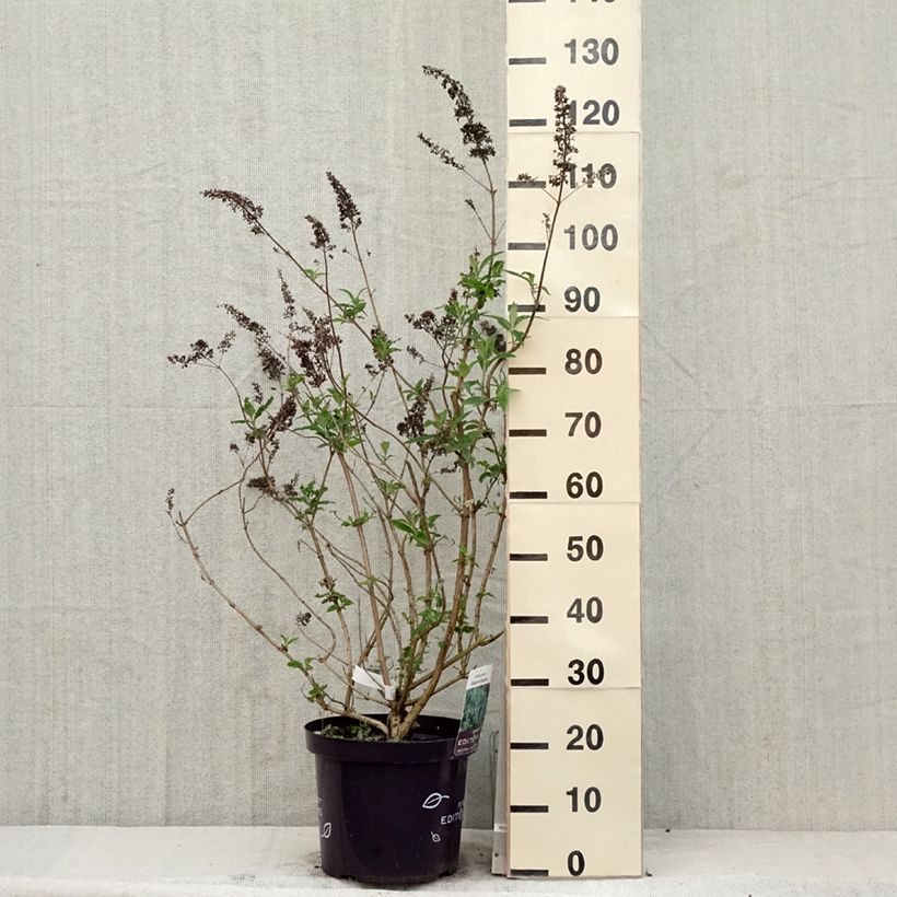 Buddleja davidii Groovy Grape Maceta 7,5L/10L Ejemplar entregado en la primavera