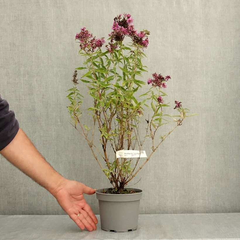 Ejemplar de Buddleja davidii Octopus Magenta - Arbusto de las mariposas Maceta 3L/4L entregado en verano