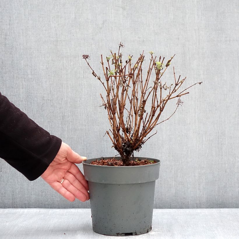 Buddleja davidii Octopus Magenta - Arbre aux papillons Maceta 3L/4L Ejemplar entregado en invierno