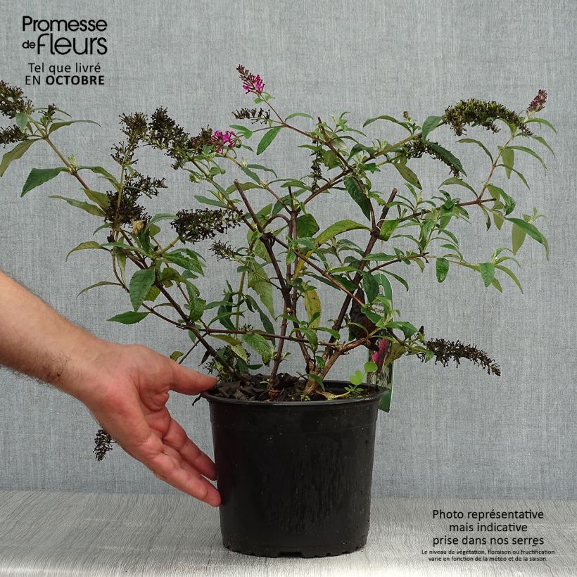 Ejemplar de Buddleja davidii Sugar Plum Maceta 3L/4L entregado en otoño