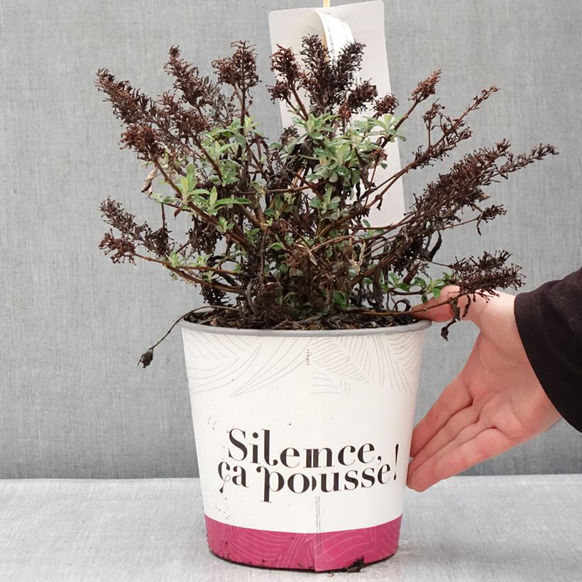 Buddleja davidii Tiny Buddy Hot Pink - Arbre aux papillons nain Maceta 4L/5L Ejemplar entregado en invierno
