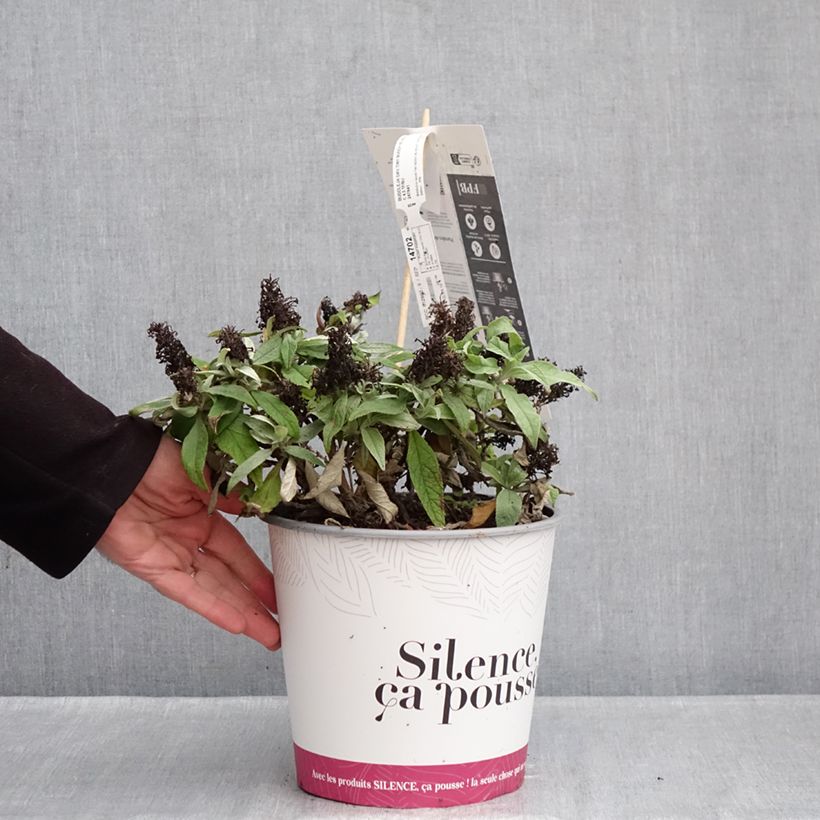 Buddleja davidii Tiny Buddy Violet - Arbre aux papillons nain Maceta 4L/5L Ejemplar entregado en invierno