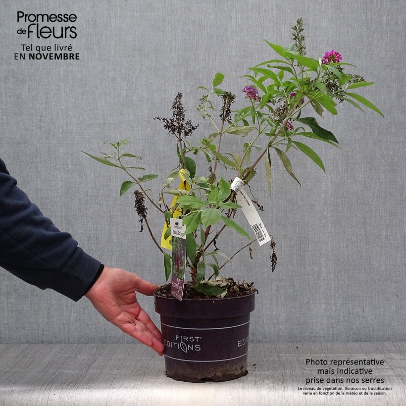 Ejemplar de Buddleja davidii Funky Fucsia Maceta 2L/3L entregado en otoño